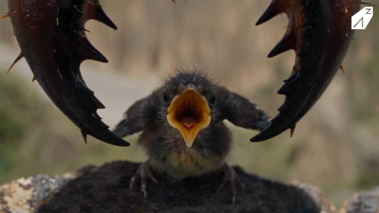 Baby birds